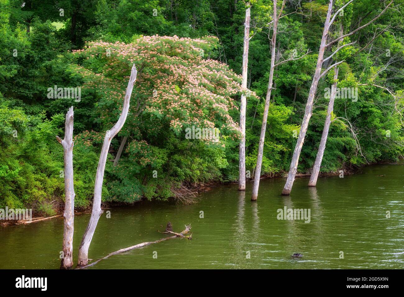 Schöne Farne wie Blätter und zarte Blumen der Mimosa-Baum, der auch als persischer Seidenbaum bezeichnet wird, stammt ursprünglich aus China. Stockfoto