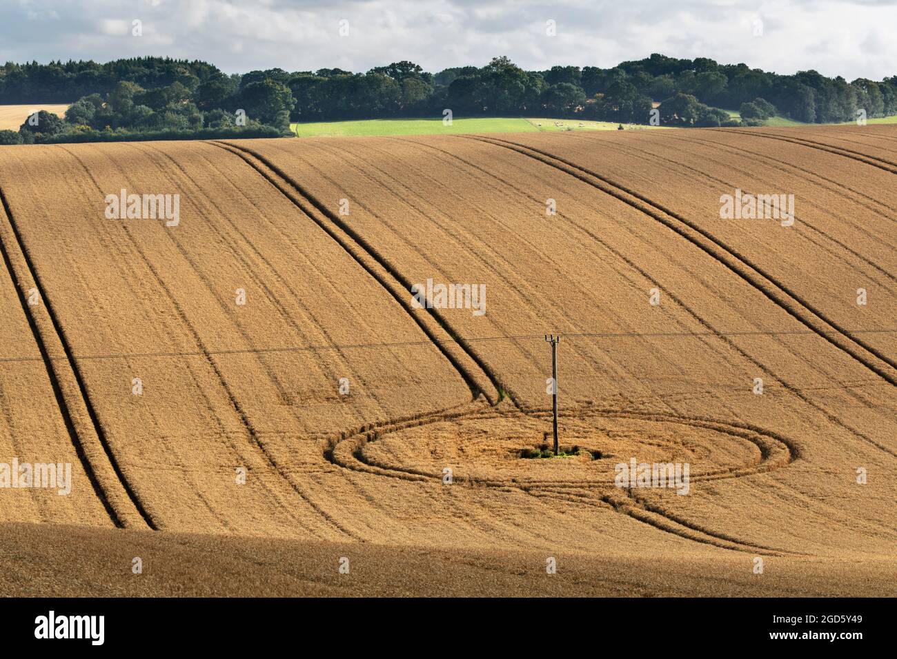 Blick über das goldene Weizenfeld im Sommer mit Traktorlinien, East Garston, berkshire, England, Großbritannien, Europa Stockfoto