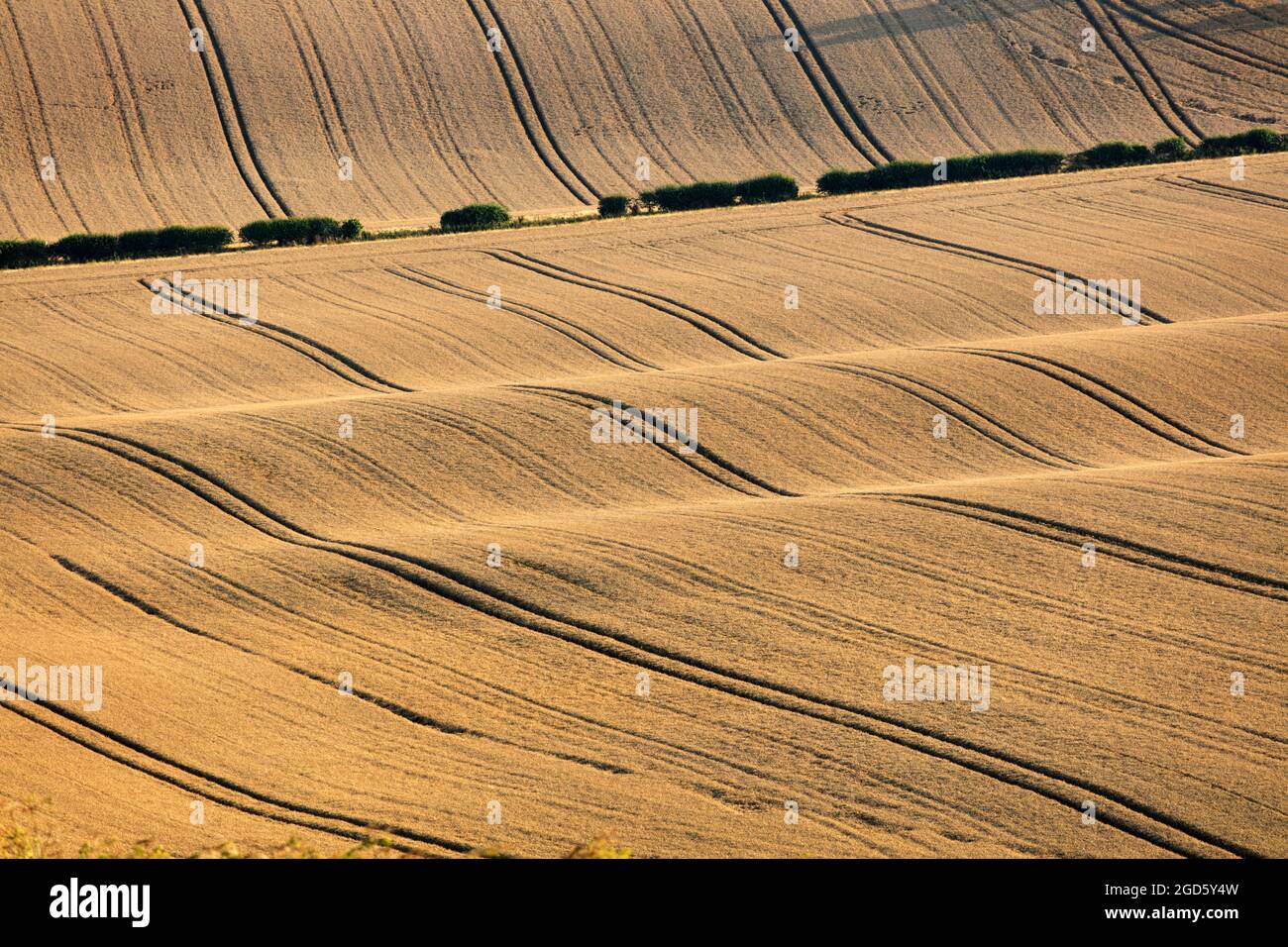 Blick über Weizenfelder im Sommer mit Traktorlinien, East Garston, berkshire, England, Großbritannien, Europa Stockfoto