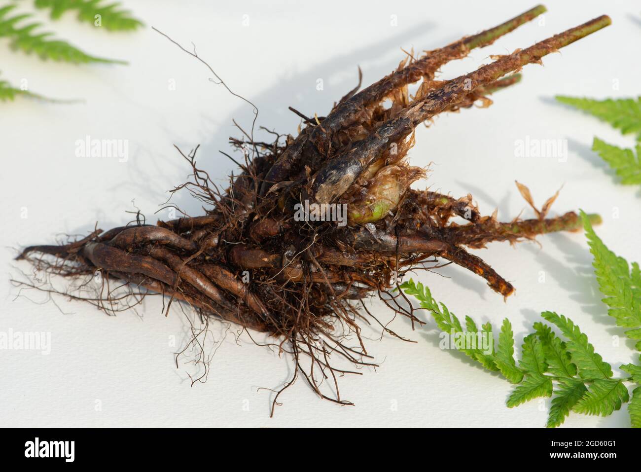 Männliche Farnwurzel aus der Nähe auf weißem Hintergrund. Stockfoto