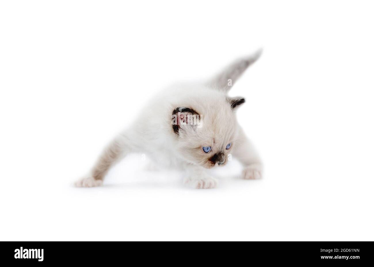 Liebenswert Ragdoll Kätzchen isoliert auf weißem Hintergrund mit Copyspace. Flauschige reinrassige Kätzin, die mit dem Schwanz nach oben steht Stockfoto