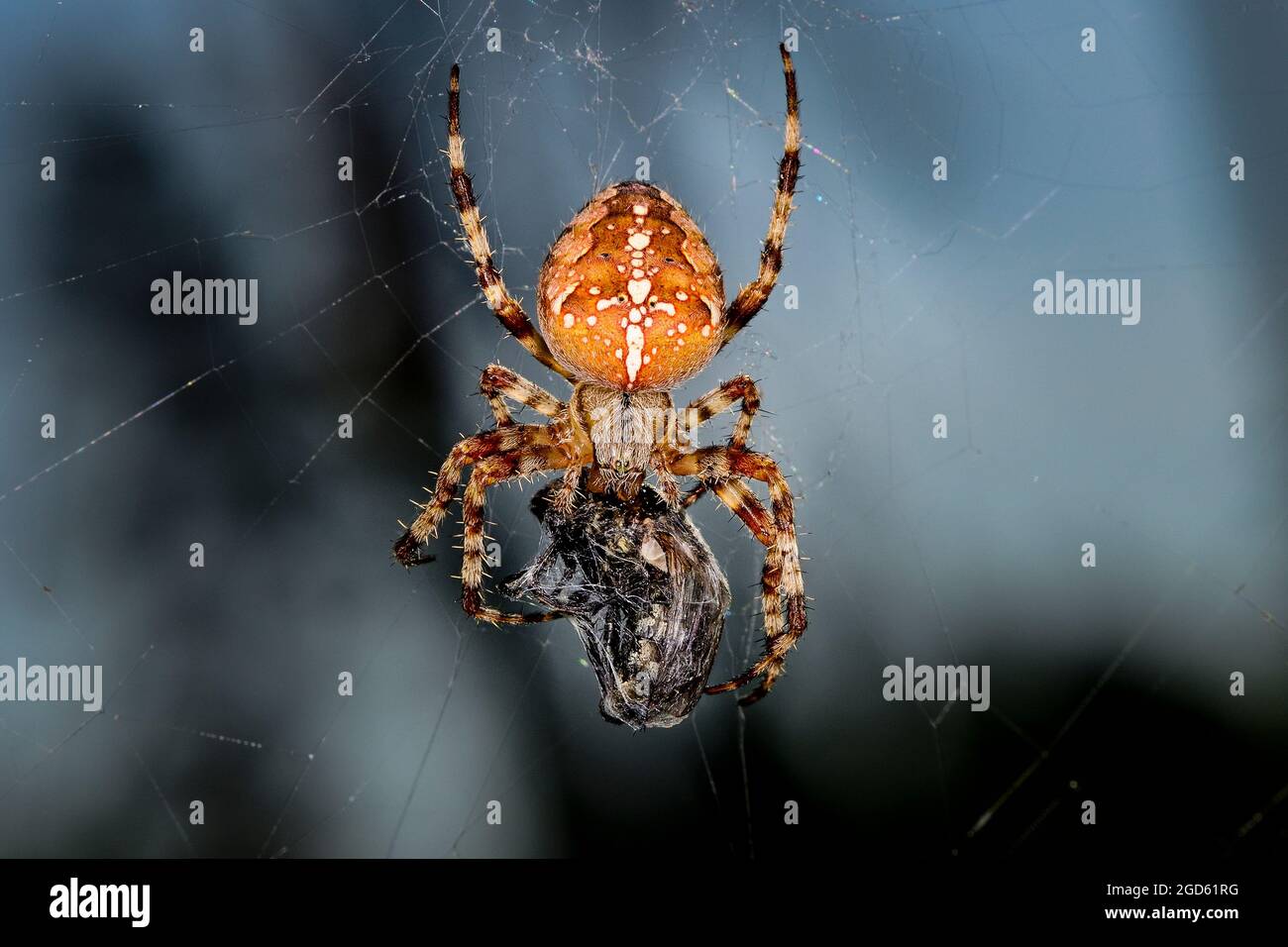 Europäische Kreuzspinne Stockfoto