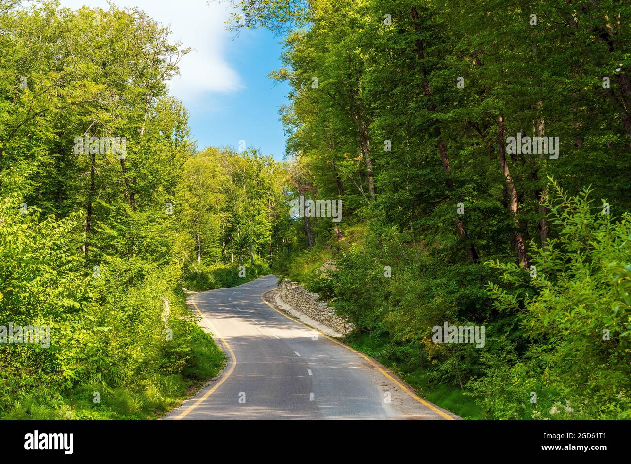 Asphaltstraße im grünen Sommerwald Stockfoto