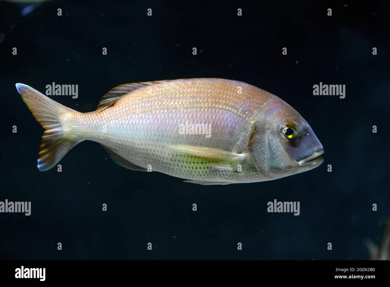 Ozeanischer roter Fisch Stockfoto