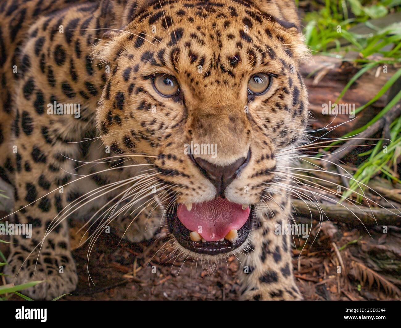 Porträt eines Amur-Leoparden (Panthera pardus orientalis). Stockfoto