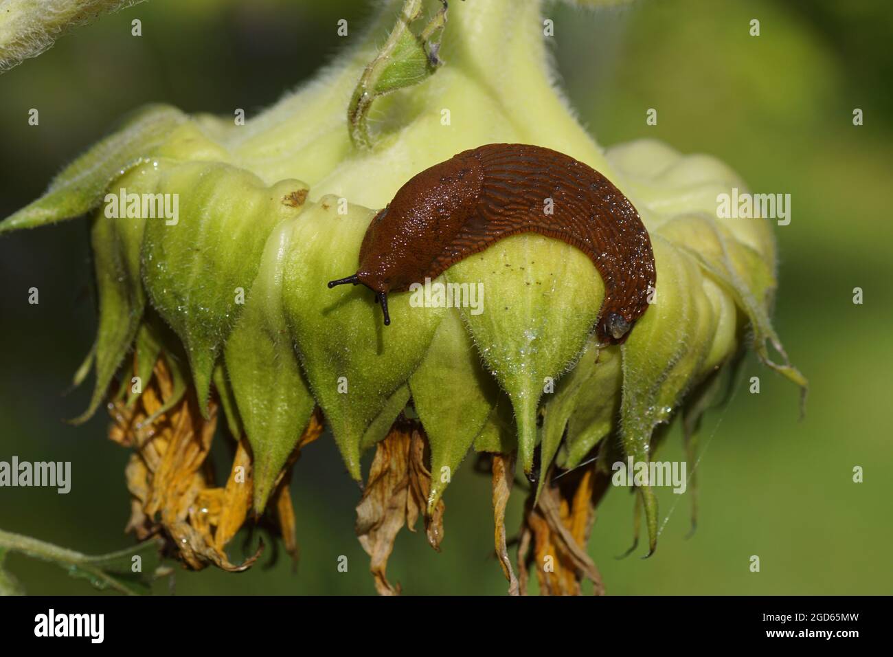 Rote Schnecke (Arion rufus) oder spanische Schnecke (Arion vulgaris), Familien-Schnecken (Arionidae). Fütterung einer welkigen Sonnenblume (Helianthus annuus) Stockfoto