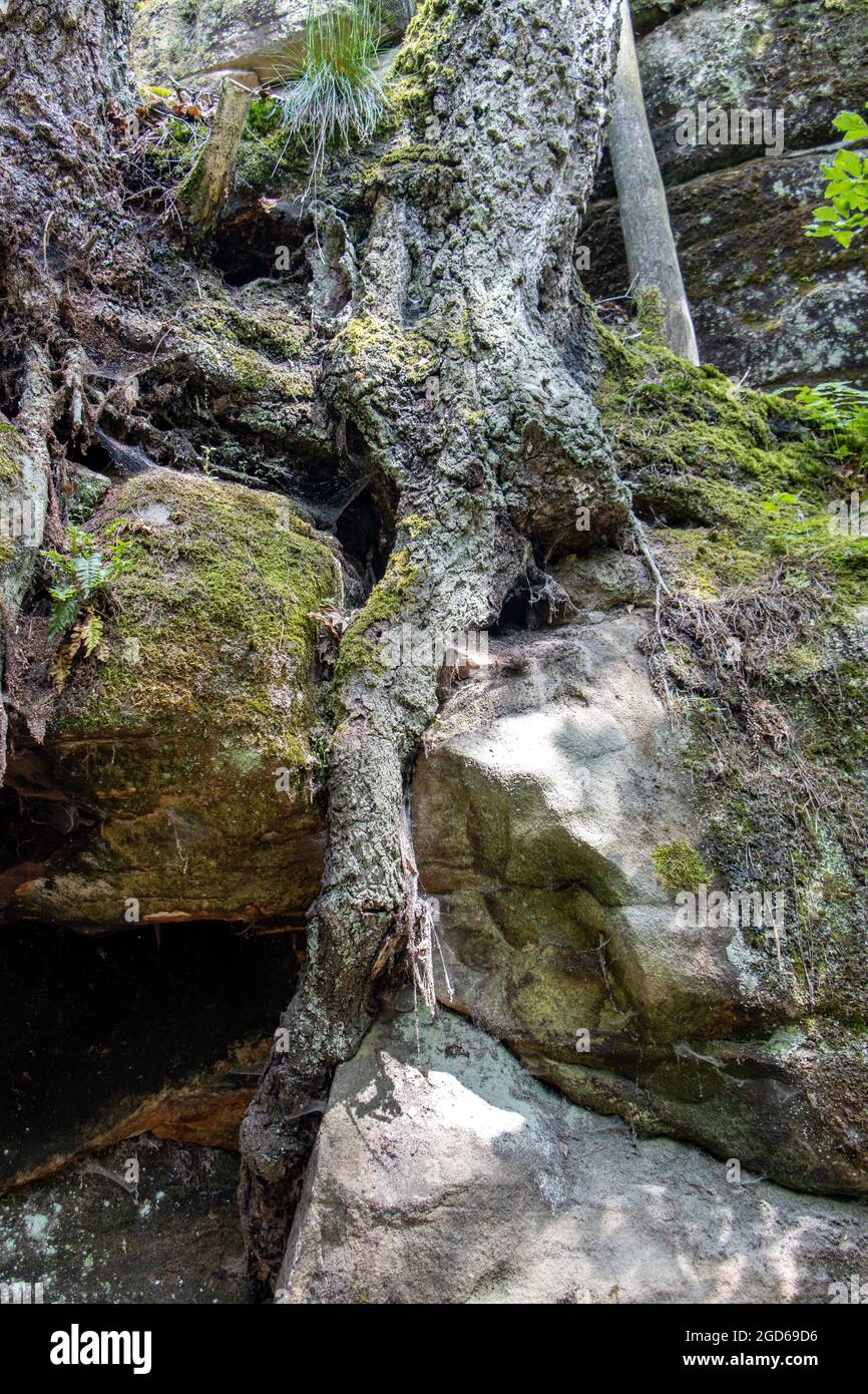 Baumwurzeln zwischen Felsen durchsetzt Stockfoto