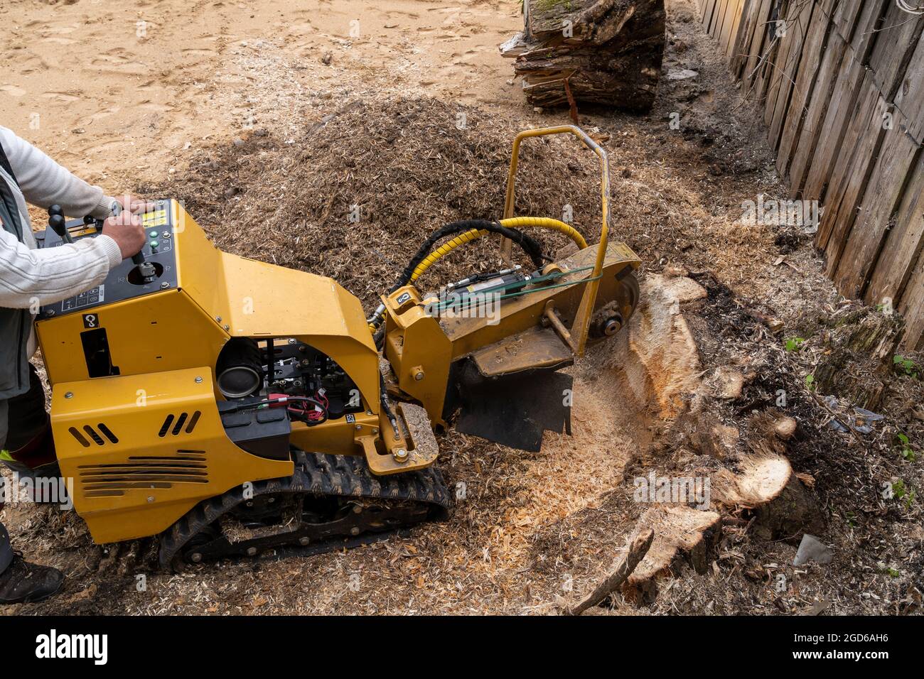 Ein großer Holzstumpf wird mit einem gelben Stumpenschneider vor dem Hintergrund einer Dielenwand gefräst. Blick von oben auf einen gelben Stumpenschneider mit Stockfoto