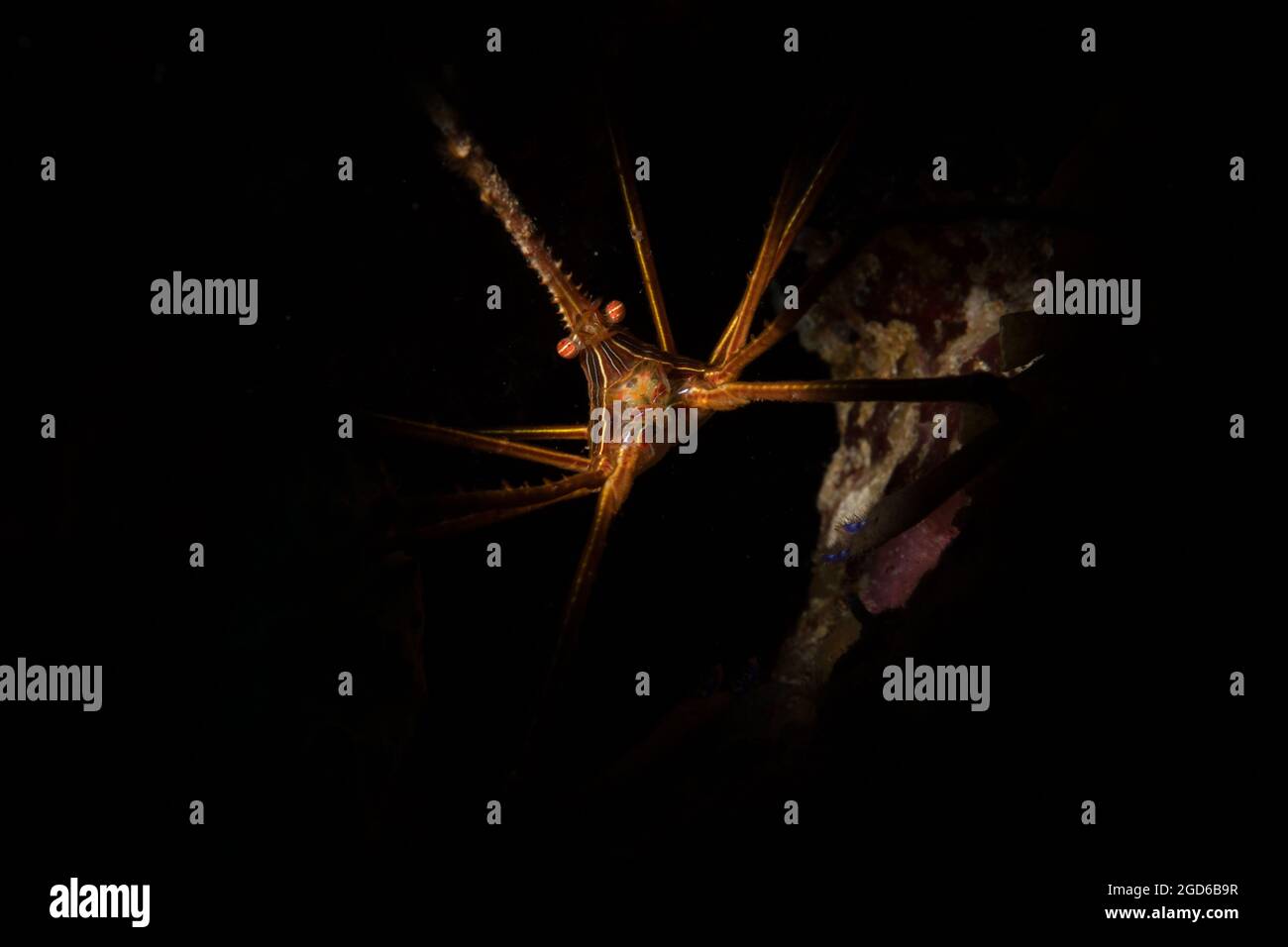 Yellowline-Pfeilkrabbe (Stenorhynchus seticornis) am Riff vor der Insel Sint Maarten, niederländische Karibik. Stockfoto