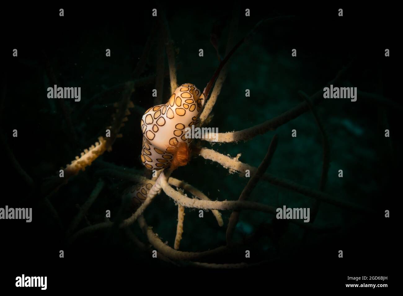 Flamingo-Zunge (Cyphoma gibbosm) am Riff vor der niederländischen Karibikinsel Sint Maarten Stockfoto