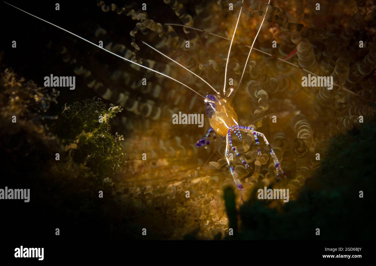 Pedersen Cleaner Shrimp (Periclimenes pedersoni) am Riff vor der Insel Sint Maarten, niederländische Karibik. Stockfoto