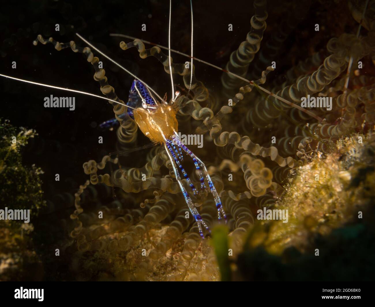 Pedersen Cleaner Shrimp (Periclimenes pedersoni) am Riff vor der Insel Sint Maarten, niederländische Karibik. Stockfoto