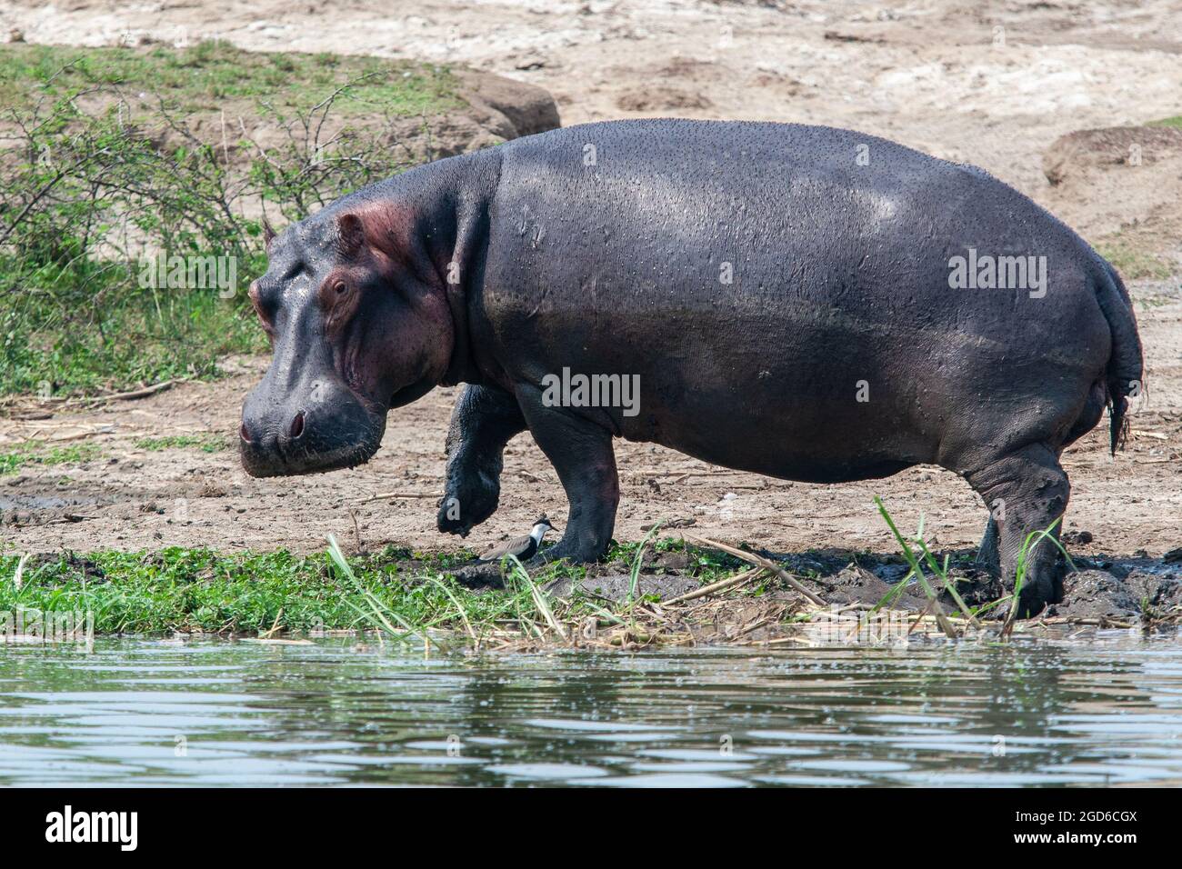 hippo (Hippopotamus amphibius), Queen Elizabeth Park, Uganda. Stockfoto