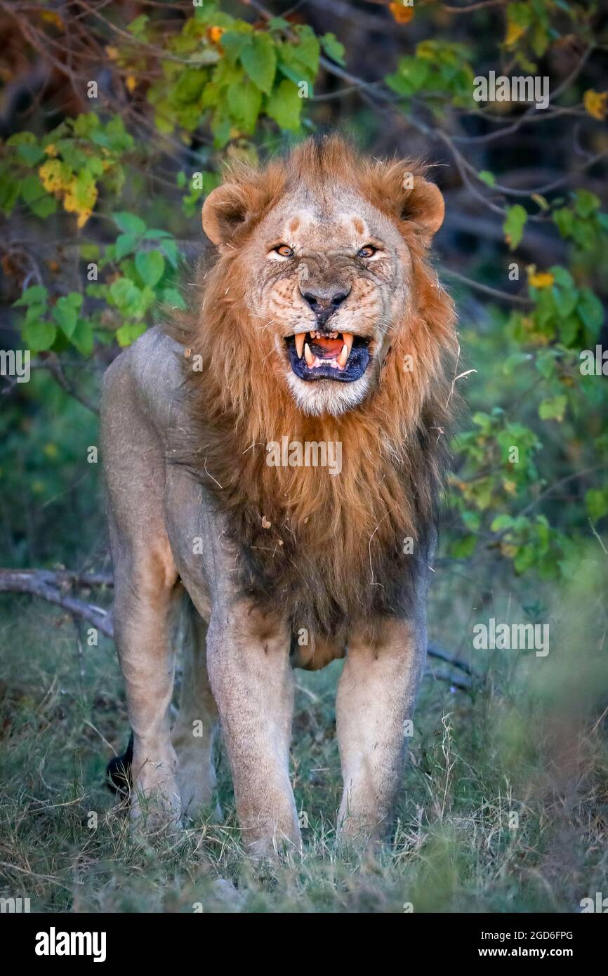 Ein Löwe brüllt im Okavango-Delta Stockfoto