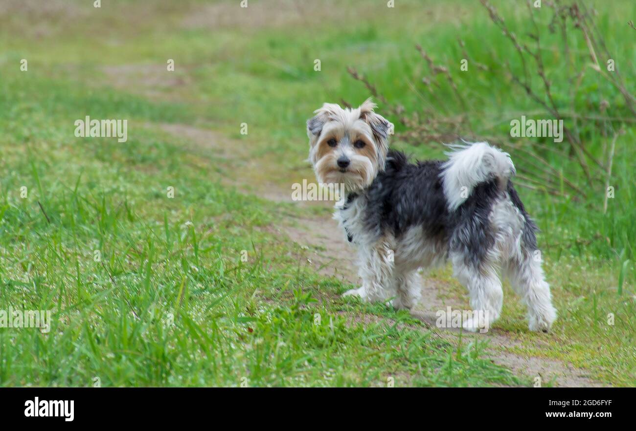 Beaver York Terrier bleibt im Feld. Porträt eines kleinen Welpen. Netter Hund auf dem Hintergrund des Grases. Stockfoto