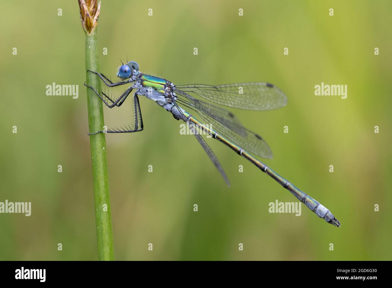 Robuster Spreadwing (Lestes dryas) alias knapper Emerald Damselfly Thompson Common Norfolk GB UK August 2021 Stockfoto