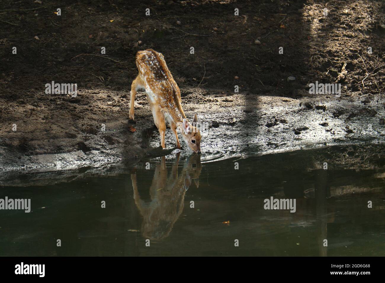 Ein Hirsch trinkt Wasser aus einem Teich. Stockfoto