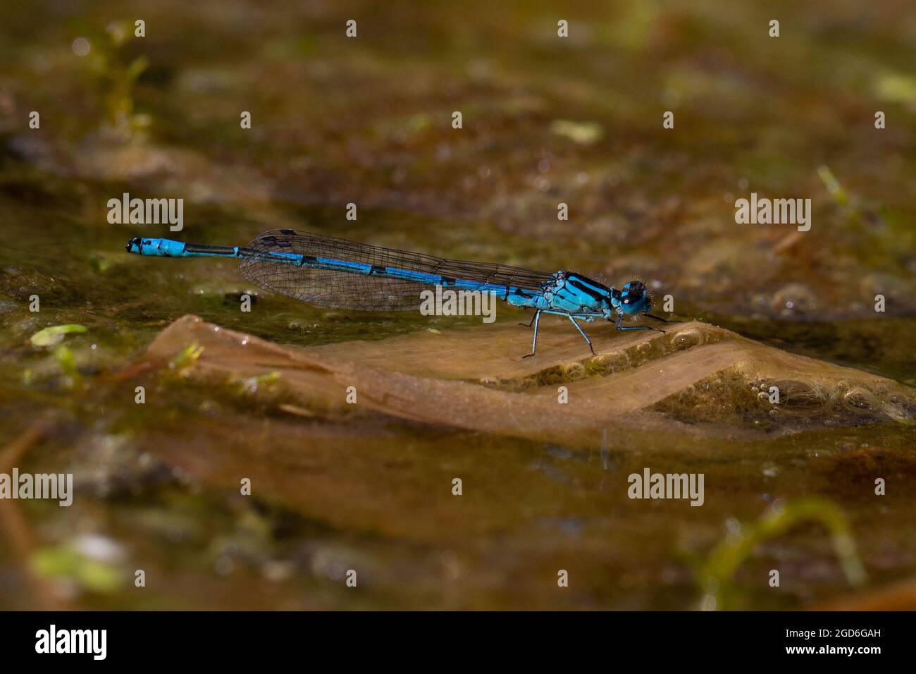 Azure Damselfly (Coenagrion puela) Alderford Common Norfolk GB Großbritannien Juli 2021 Stockfoto