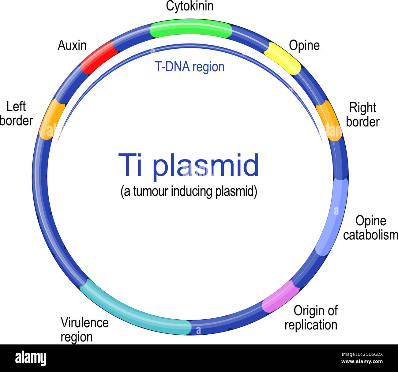 TI-Plasmid-Struktur. Tumor induzierende Plasmid findet in pathogenen Arten von Agrobacterium statt. Vektorgrafik Stock Vektor