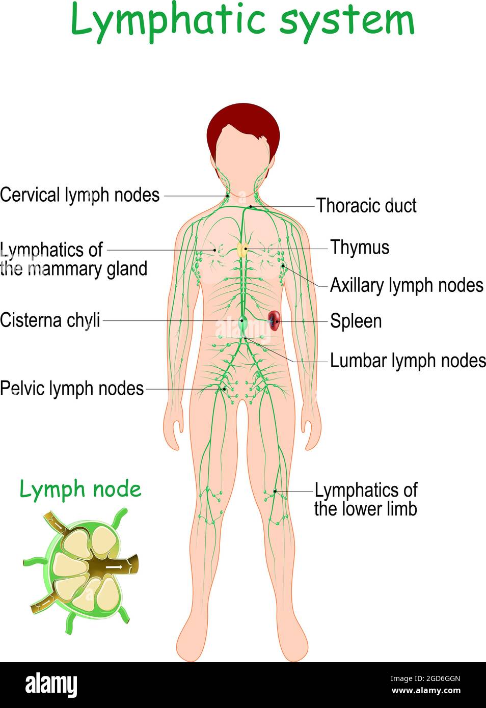 Lymphsystem. Menschlicher Körper mit lymphoiden Organen (Milz, Thymus), Lymphgefäß, Lymphknoten und Cisterna chyli. Vektorgrafik Stock Vektor