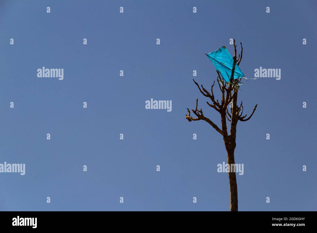 Ein blauer Drachen, der in den Ästen eines trockenen Baumes mit blauem Himmel im Hintergrund gefangen wurde. Stockfoto