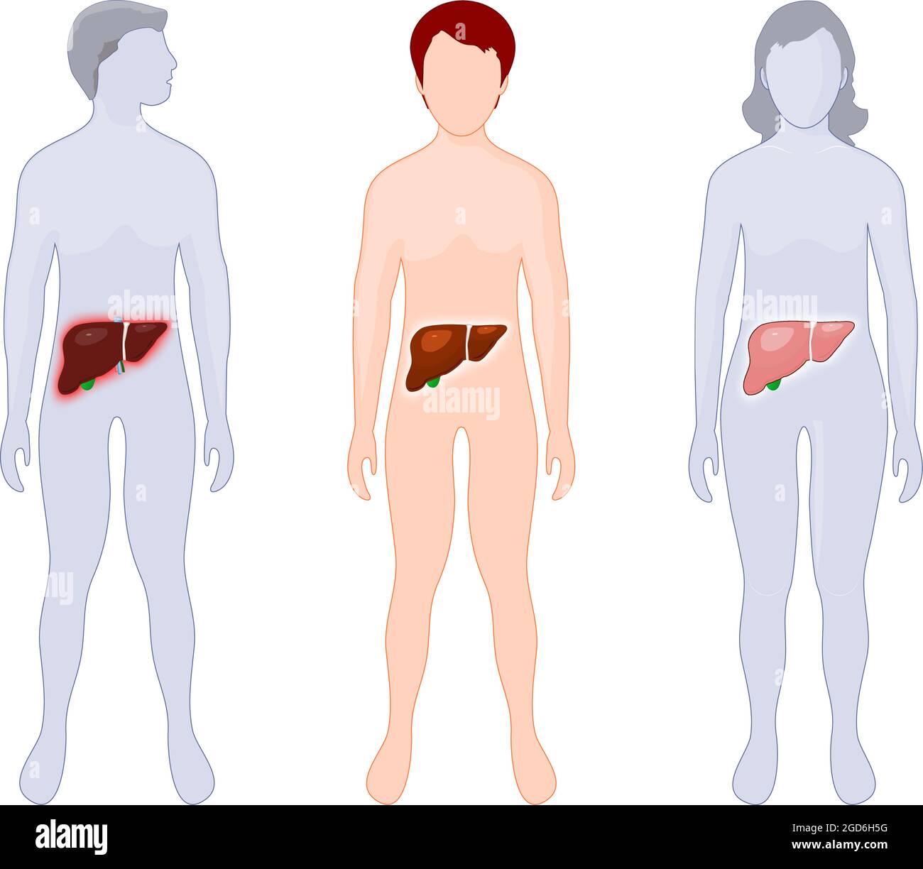 Infografiken zur Leber. Menschliche Anatomie. Silhouette eines Kindes, eines erwachsenen Mannes und einer Frau mit beleuchteter Leber. Lebererkrankung. Einfach zu bearbeiten. vektor-Illustration Stock Vektor