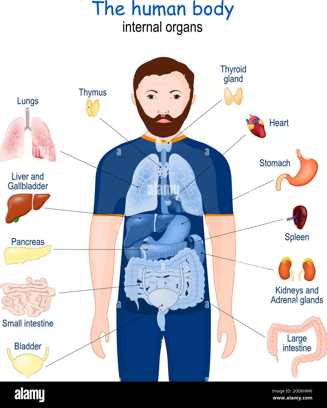 Menschlicher Körper. Innere Organe. Diagramm. Poster mit Infografik zur Anatomie des Menschen. Symbole und Definitionen Vektordarstellung Stock Vektor