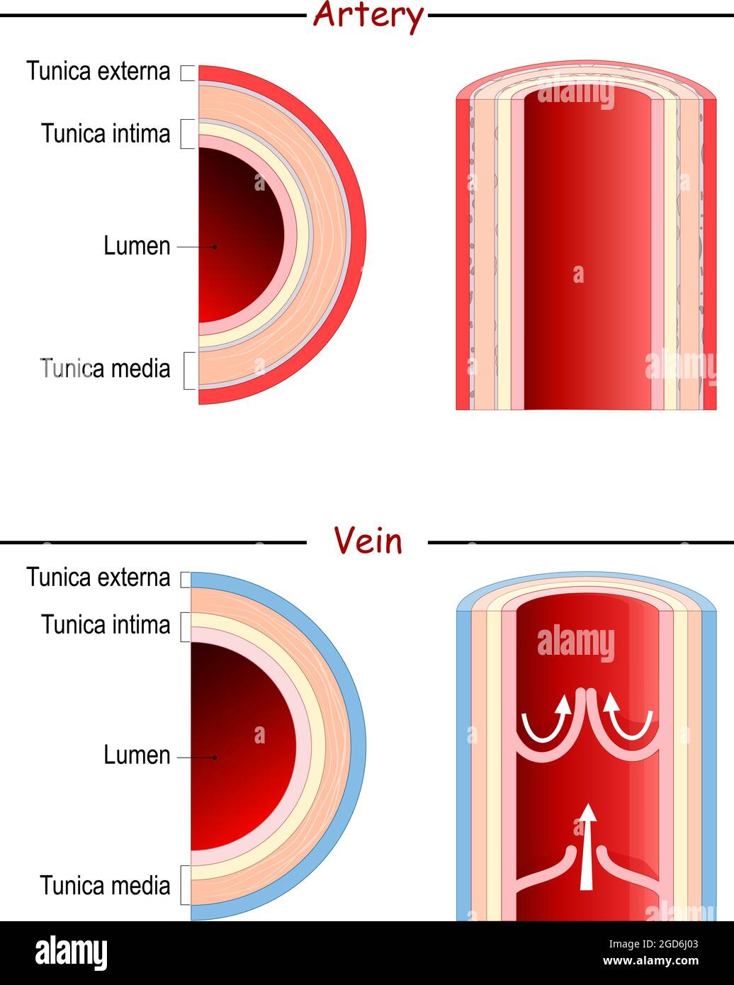 Anatomie von Venen und Arterien. Vergleich und Unterschied. Longitudinales und querschnittes menschliches Blutgefäß. Poster für Medizin und Bildung. Vektor Stock Vektor