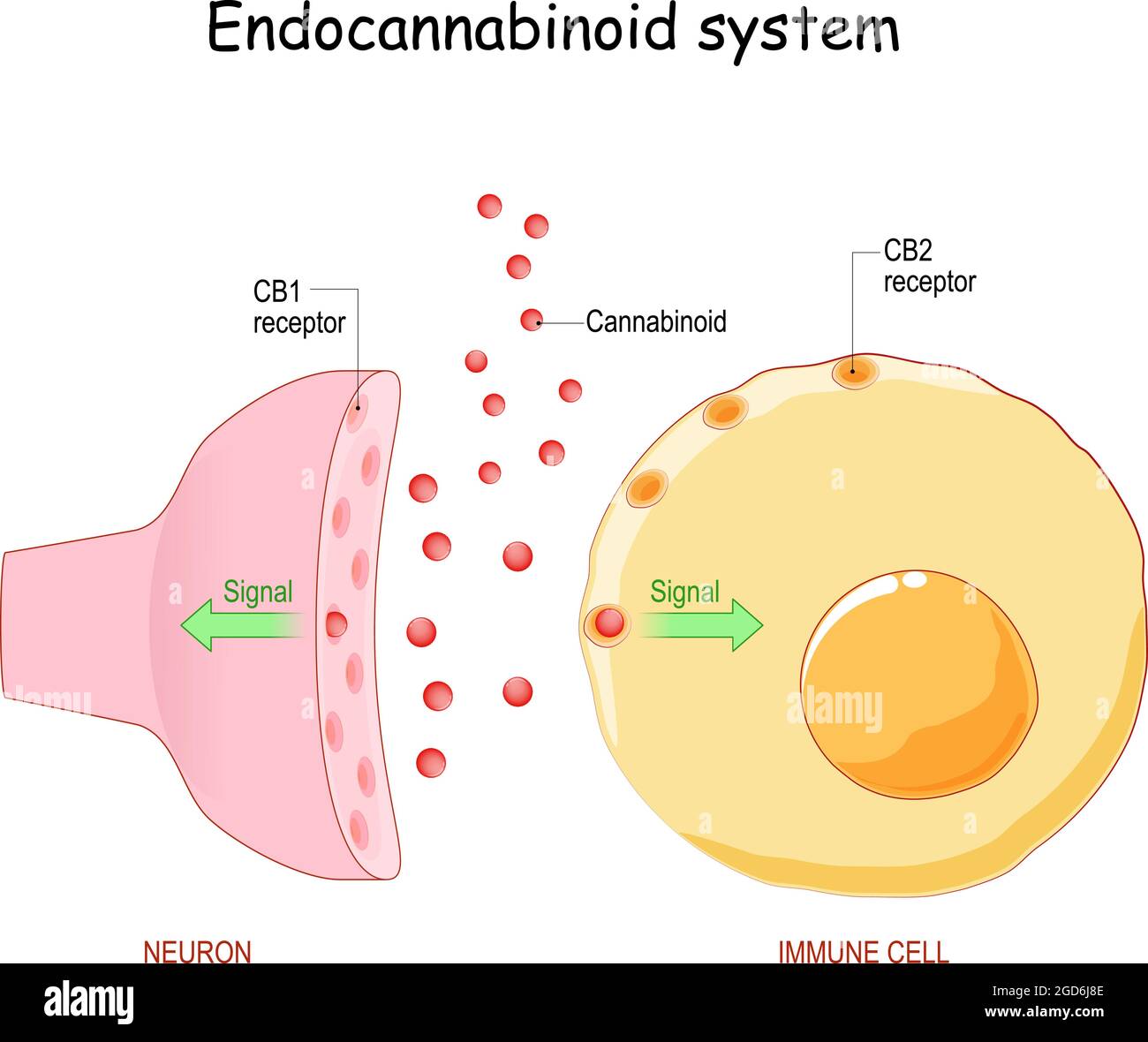 Endocannabinoidsystem. Pharmakologische Wirkungen von Cannabis. Neuron mit CB1-Rezeptor und Immunzelle mit CB2-Rezeptor. Struktur einer typischen Chemik Stock Vektor