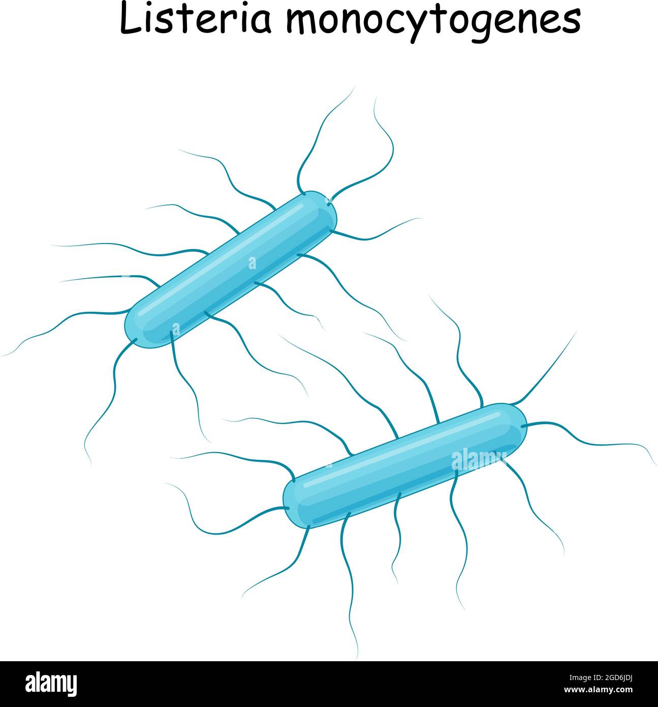 Listeria monocytogenes. Bakterium, das Listeriose verursacht. Infektionskrankheit: Sepsis, Meningitis, Gehirnentzündung. Intrazellulärer Parasit. Vektor Stock Vektor