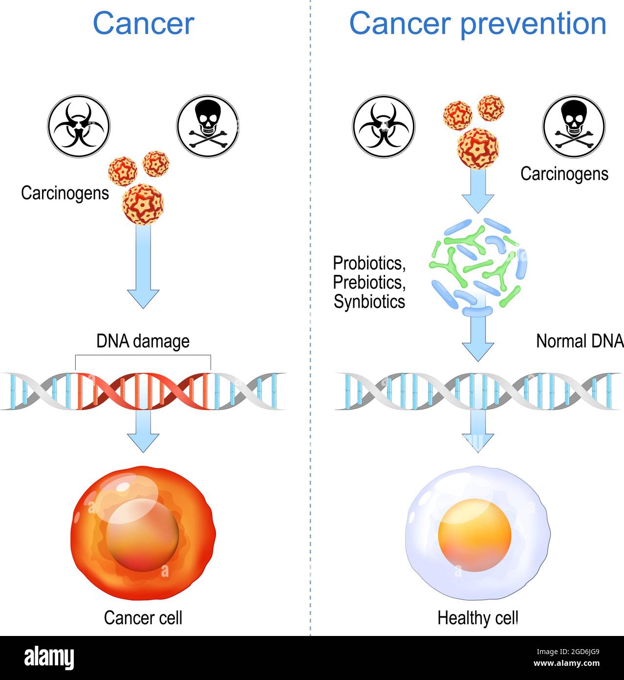 Krebsprävention. Gesunde Zellen- und Krebszelle mit DNA-Schäden. Karzinogene fördern die Bildung von bösartigen Tumoren durch Schädigung des Genoms. Probiotika Stock Vektor
