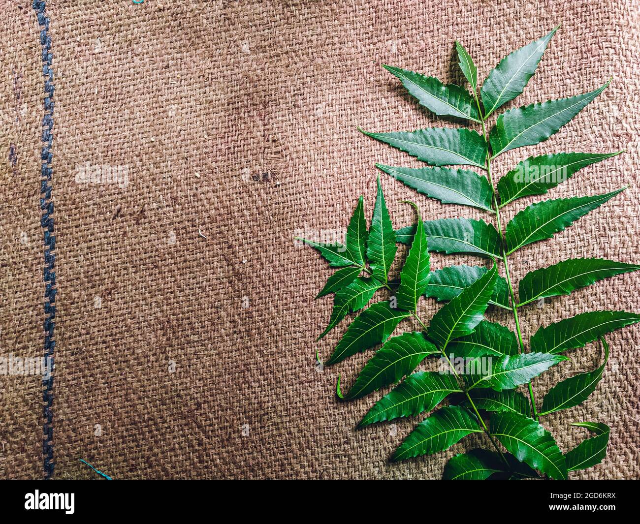 Azadirachta indica EIN Ast von Neem-Baum-Blättern, die auf Vintage-Tuch isoliert sind. Natürliche Medizin. Stockfoto