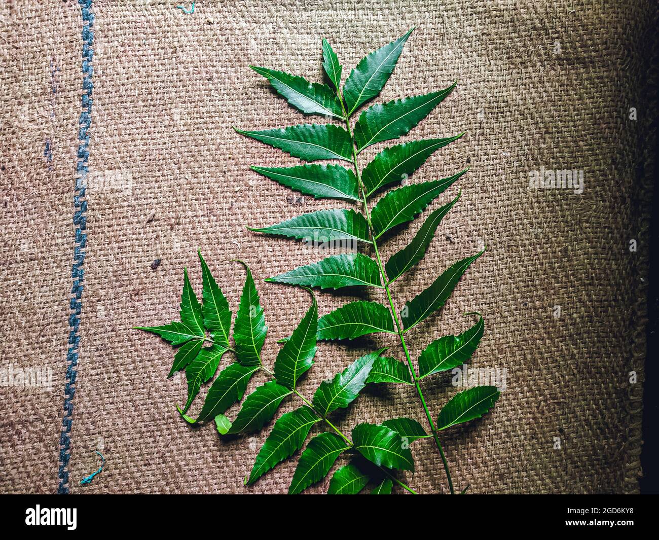 Azadirachta indica EIN Ast von Neem-Baum-Blättern, die auf Vintage-Tuch isoliert sind. Natürliche Medizin. Stockfoto
