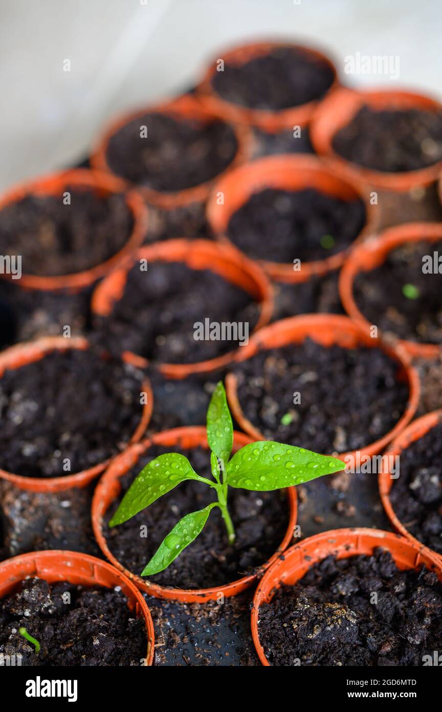 Grüner Trieb: Junge Chilischote-Pflanze, die aus einem von mehreren Samentöpfen auf einem Tablett im Innenbereich wächst. Stockfoto