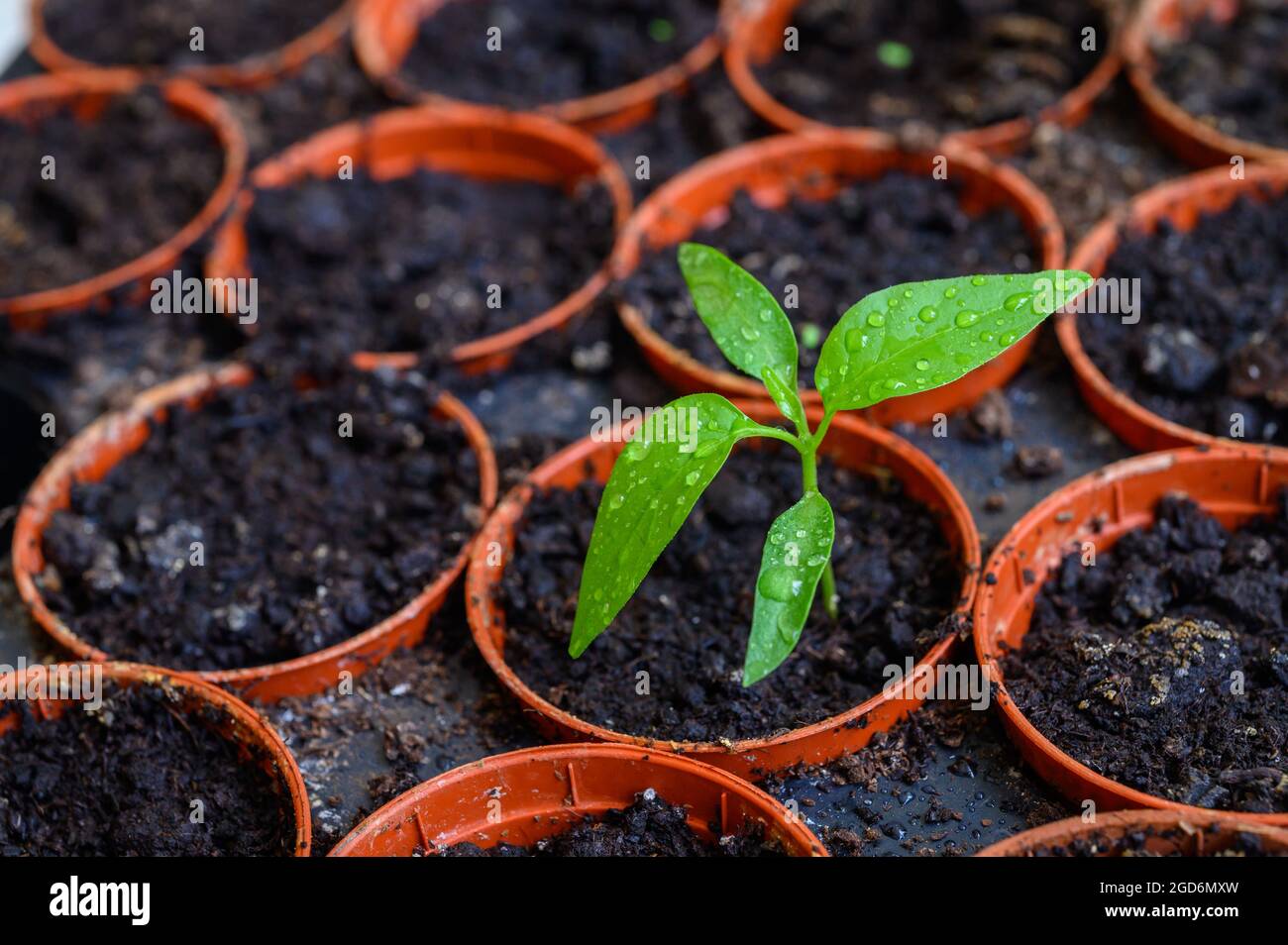 Grüner Trieb: Junge Chilischote-Pflanze, die aus einem von mehreren Samentöpfen auf einem Tablett im Innenbereich wächst. Stockfoto