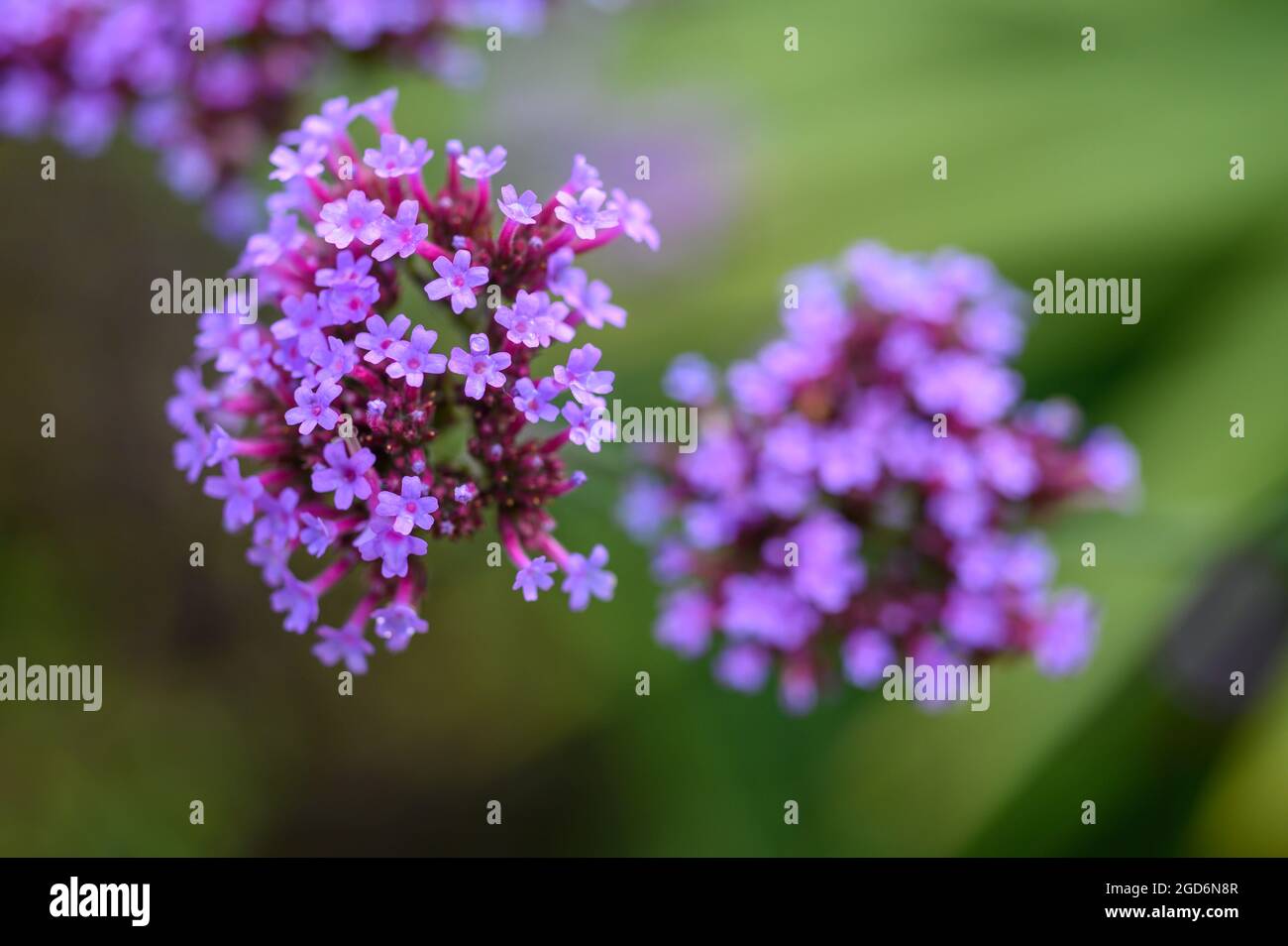 Nahaufnahme der Blüten auf einer Purpletop-Vervain (Verbena bonariensis) nach Regen im Sommer in einem englischen Garten. Stockfoto