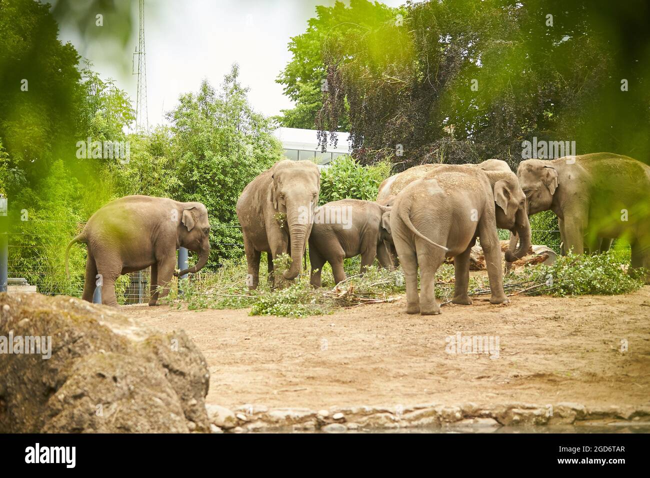 Gruppe von Elefanten in einem Zoo Stockfoto