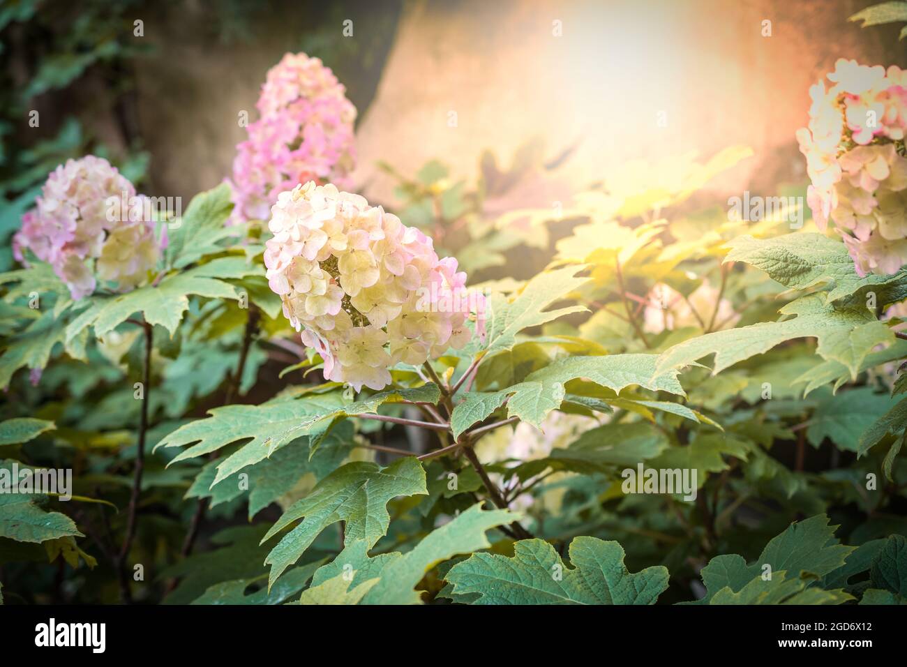 Hortensia Quercifolia, Oakleaf Hortensia. Stockfoto