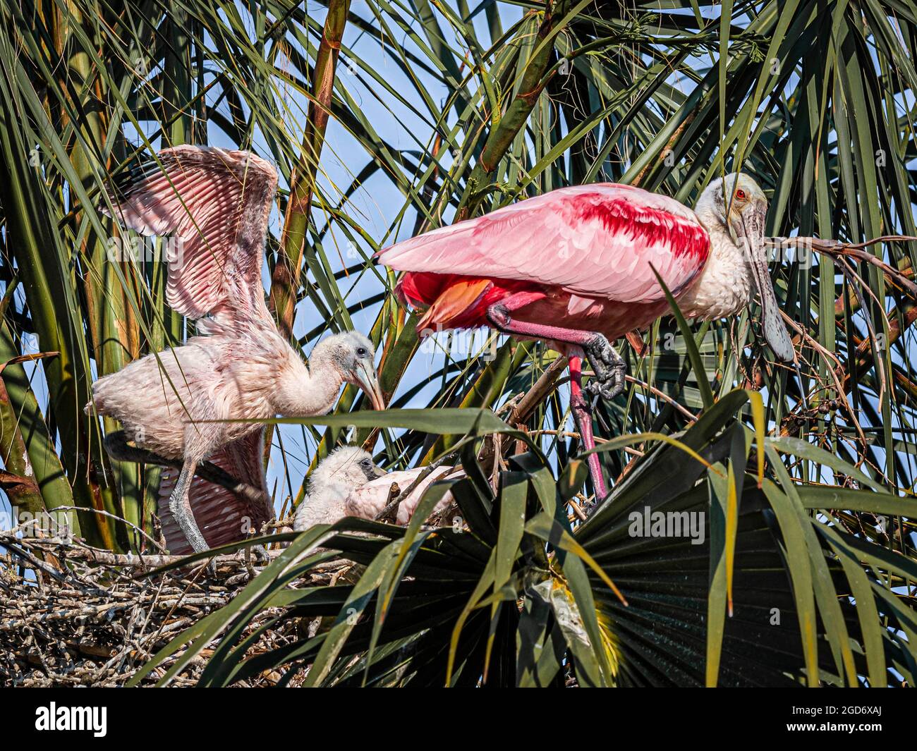 Roseate Löffelchen Mutter und Nestlinge Stockfoto