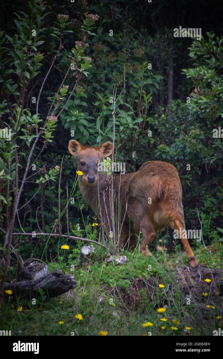 Kleiner pudu, der in den Wald geht. Chilenische Fauna. Pudu puda. Stockfoto