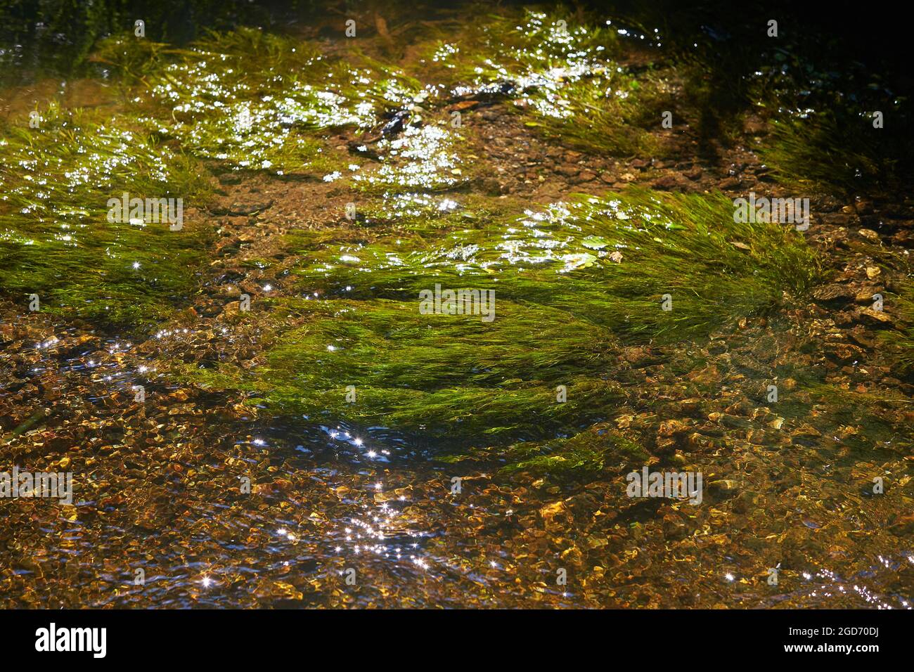 Grüne Algen und Steine im Flussboden Stockfoto