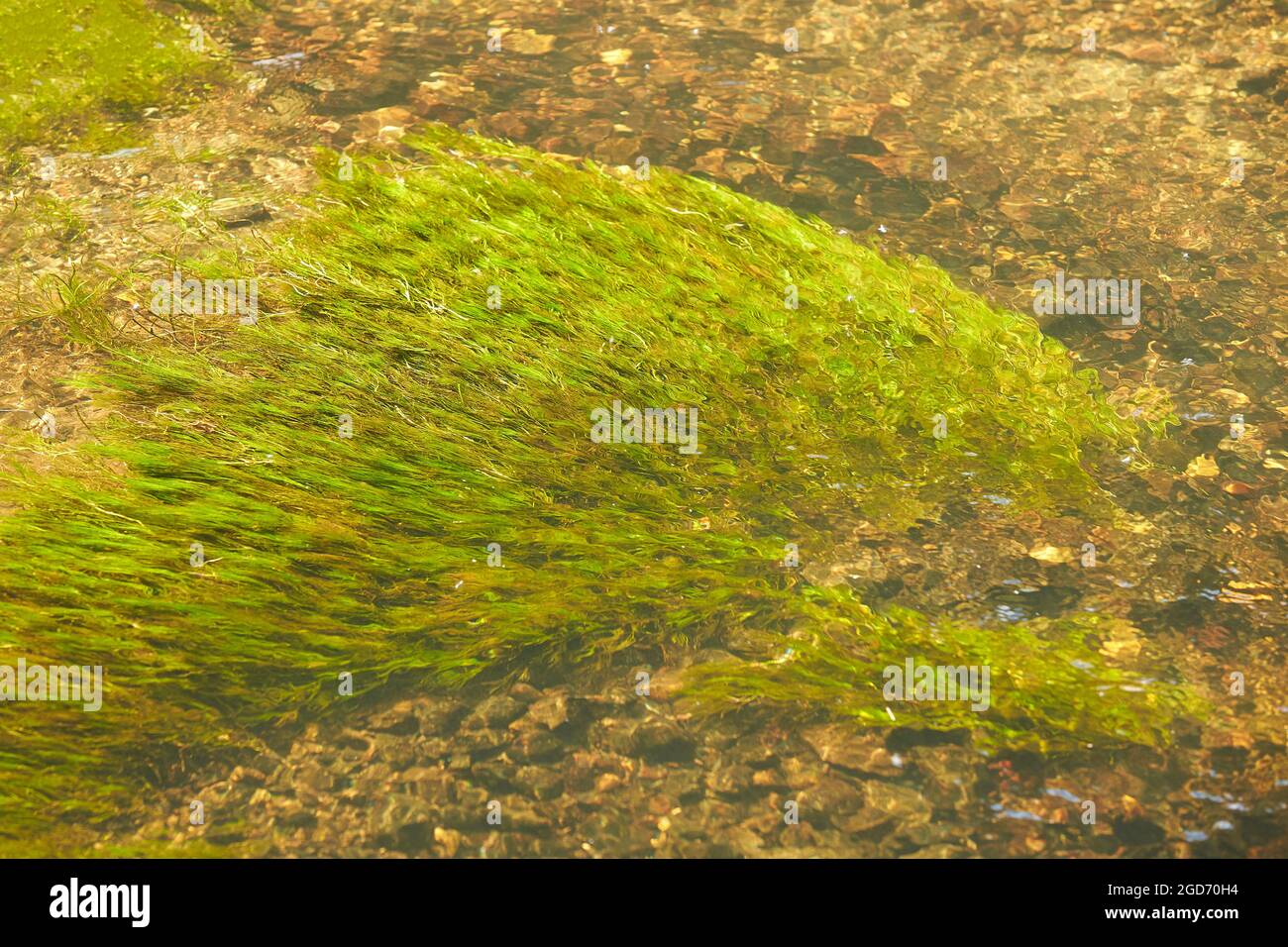 Grüne Algen und Steine im Flussboden Stockfoto