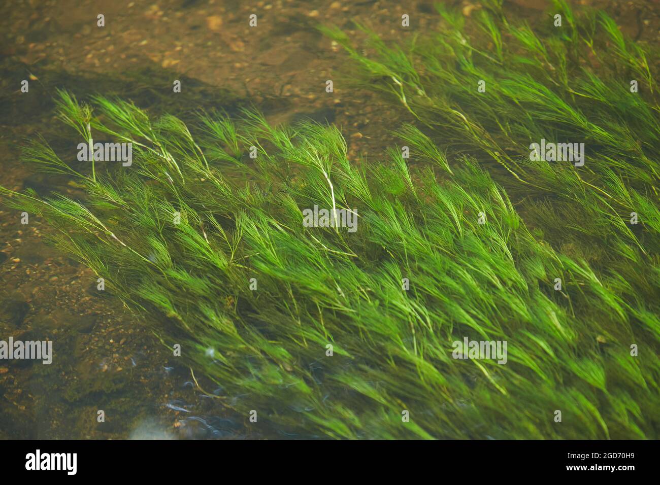 Grüne Algen und Steine im Flussboden Stockfoto