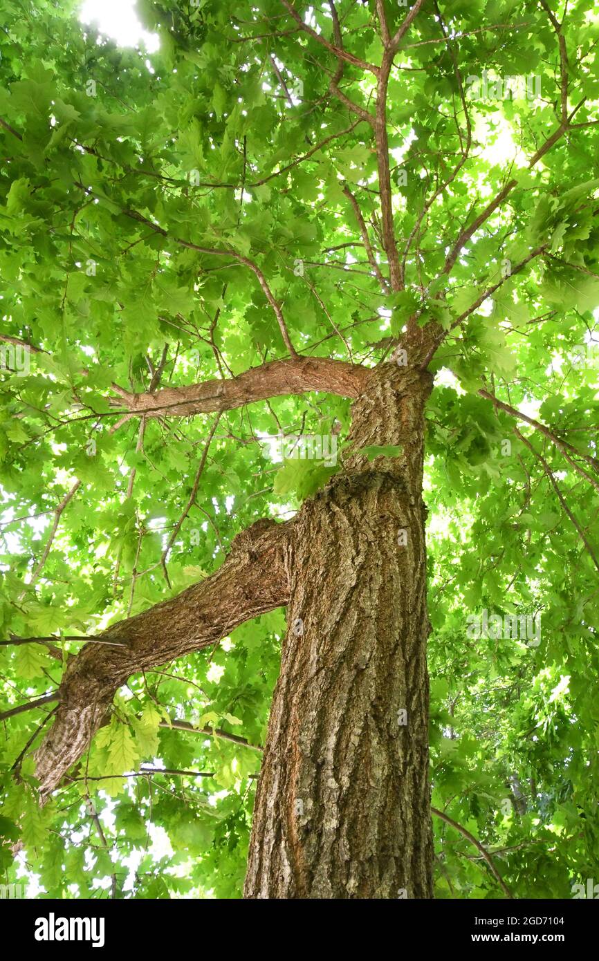 Englische Eiche - Quercus robur Stockfoto