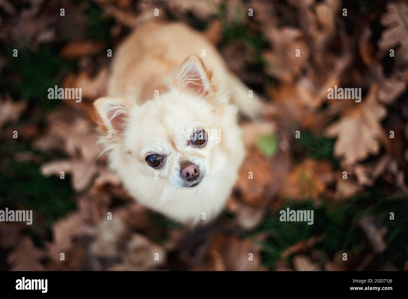 Der kleine niedliche chihuahua sitzt auf herbstlich gefallenen Blättern im Wald und schaut direkt in die Kamera. Er hat ein beiges Fell und große Augen, soll Stockfoto