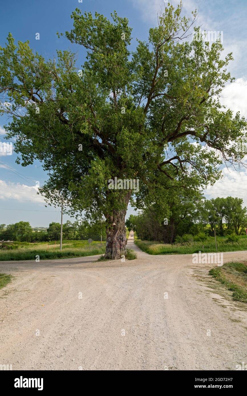 Brayton, Iowa - Baum in der Straße. Ein großer Baumwollwald, der inmitten einer Kreuzung von zwei ländlichen Schotterstraßen wächst. Stockfoto