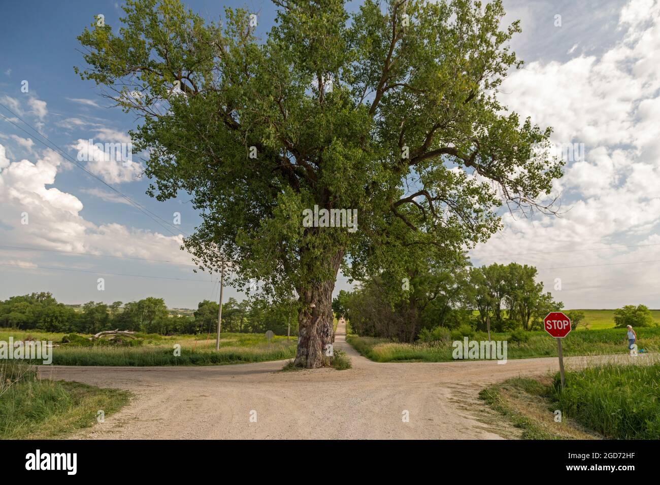 Brayton, Iowa - Baum in der Straße. Ein großer Baumwollwald, der inmitten einer Kreuzung von zwei ländlichen Schotterstraßen wächst. Stockfoto