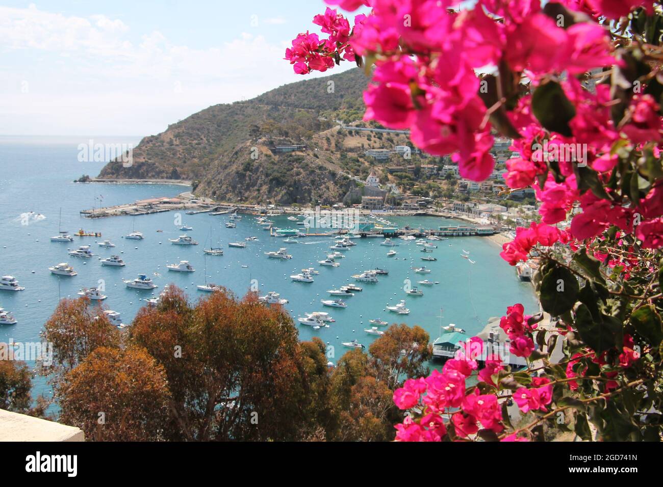 Catalina Island Hafen mit Bougainvillea Stockfoto