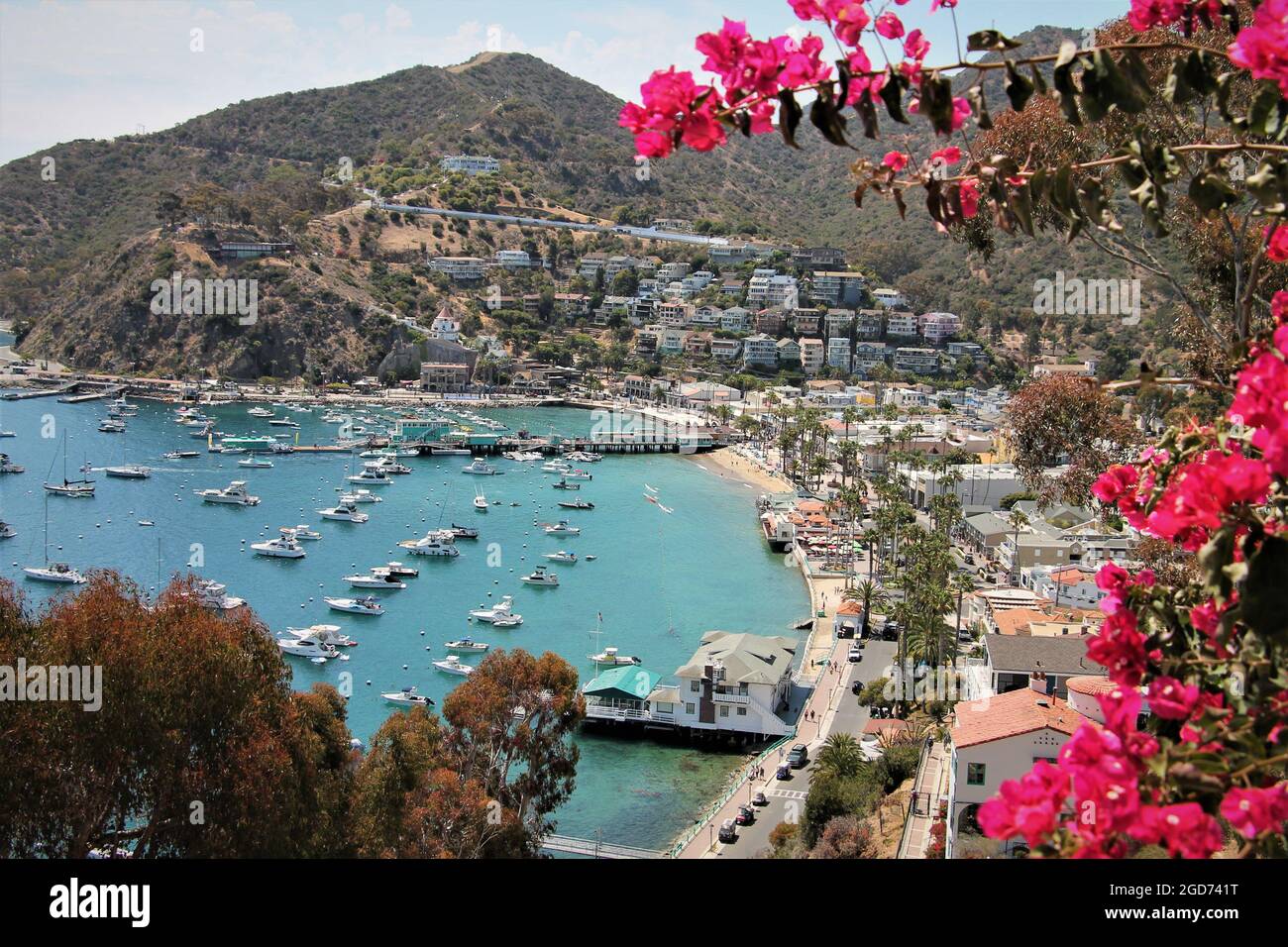 Catalina Island Hafen mit Bougainvillea Stockfoto