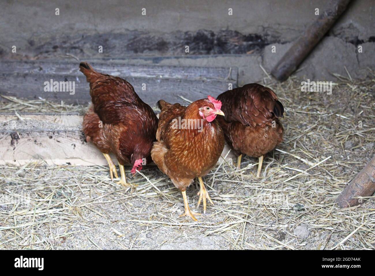 Drei Bio-Freilandhühner in einem Coup Stockfoto